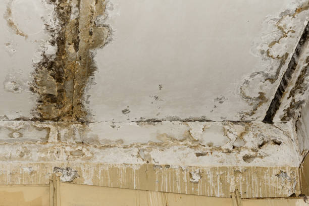 Why You Should Choose Our Mold Remediation Services in Vienna Bend, LA